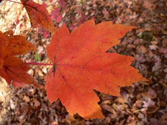 {Acer rubrum var. rubrum}